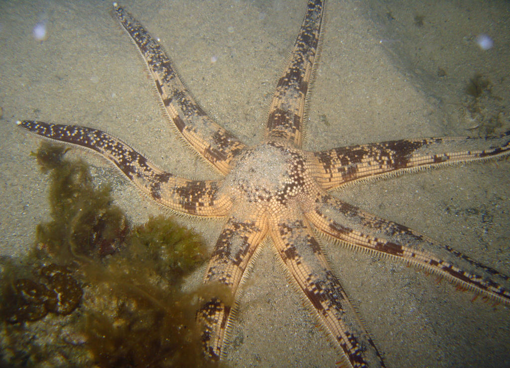 Luidia australiae